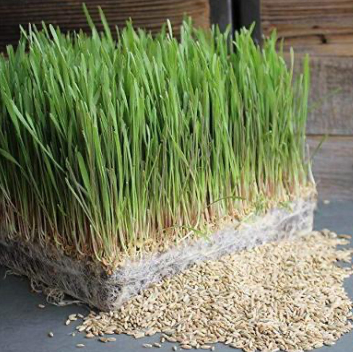 Barley Grass